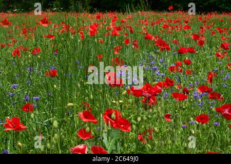 Fleurs les coquelicots rouges fleurissent sur le terrain sauvage. Superbes coquelicots rouges avec flou de mise au point sélectif. Lumière douce du soleil l'après-midi, coucher de soleil. Panorama paysage. Banque D'Images