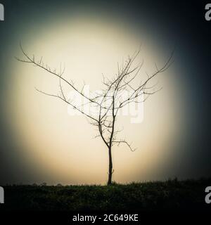 Arbre isolé dans un champ, France Banque D'Images