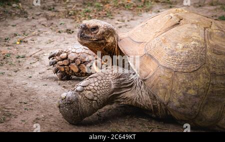 Tortue géante (Aldabrachelys Gigantea), vue latérale de vieux reptiles menacés des îles de l'atoll d'Aldabra aux Seychelles. Banque D'Images