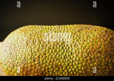 Artocarpus entier, communément appelé chempedak ou cempedak est une espèce d'arbre de la famille des Moraceae, et du même genre que le fruit à pain et le jackf Banque D'Images