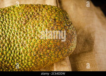 Artocarpus entier, communément appelé chempedak ou cempedak est une espèce d'arbre de la famille des Moraceae, et du même genre que le fruit à pain et le jackf Banque D'Images