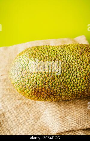 Artocarpus entier, communément appelé chempedak ou cempedak est une espèce d'arbre de la famille des Moraceae, et du même genre que le fruit à pain et le jackf Banque D'Images