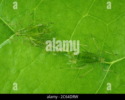 Pucerons verts bien camouflés sur une feuille verte - macro photo Banque D'Images