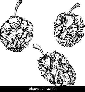 Ensemble d'illustrations de la bière hop dans le style de gravure. Élément de conception pour affiche, étiquette, panneau, emblème, menu. Illustration vectorielle Illustration de Vecteur