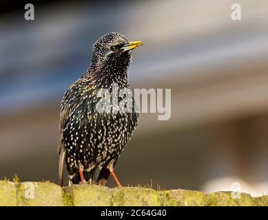 Starling commun (Sturnus vulgaris) debout sur un mur de jardin en pierre aux pays-Bas. Chantant depuis le haut du mur au début du printemps. Banque D'Images