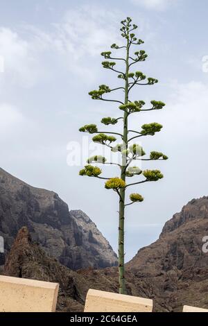 Tige de fleur d'Agave americana à Masca, Tenerife, Îles Canaries, Espagne Banque D'Images