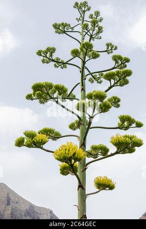 Tige de fleur d'Agave americana à Masca, Tenerife, Îles Canaries, Espagne Banque D'Images