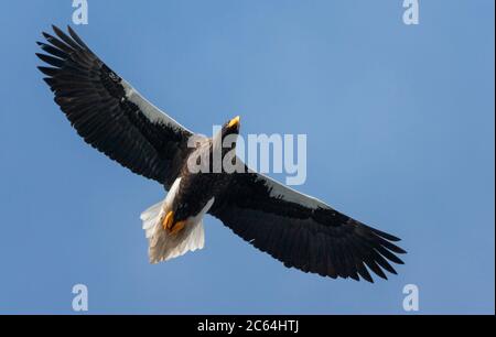 Hivernage de l'aigle de mer de Steller (Haliaeetus pelagicus) sur l'île Hokkaido au Japon. Adulte en vol, vu du dessous. Banque D'Images