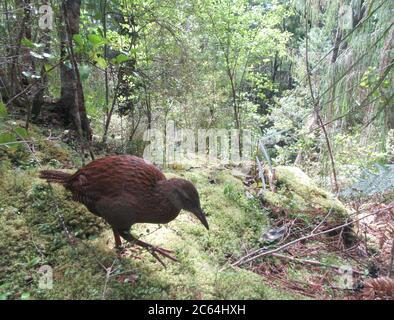 Île Stewart Weka (Gallirallus australis scotti) en marchant sur le terrain forestier de l'île Ulva, au large de l'île Stewart. Banque D'Images