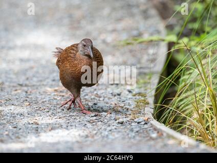 Stewart Island Weka (Gallirallus australis scotti) en marchant sur le sol sur l'île Ulva au large de l'île Stewart. Banque D'Images