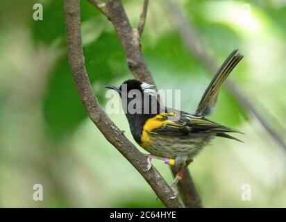 Mâle Stitchbird (Notiomystis cincta), également connu sous le nom de hihi, sur le sancuary de l'île Tiritiri Matangi. C'est un oiseau de type honeyeater endémique au Nord Banque D'Images