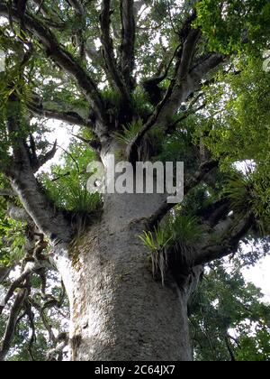 Énorme Kauri (Agathis australis) dans la forêt de Waipoua, sur l'île du Nord, Nouvelle-Zélande. Vue de dessous. Banque D'Images