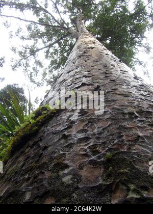 Énorme Kauri (Agathis australis) dans la forêt de Waipoua, sur l'île du Nord, Nouvelle-Zélande. Vue de dessous. Banque D'Images