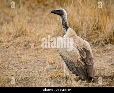 Vautour à dos blanc (Gyps africanus) en danger critique de disparition dans le parc national Kruger en Afrique du Sud. Se tenir sur le sol près d'un Lion Kill. Banque D'Images