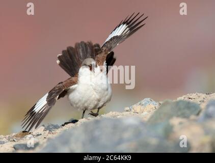 Cinq clodes à ventre blanc (Cinclodes palliatus) en danger critique dans une tourbière des Andes près de Marcapomacocha au Pérou. Affichage individuel. Banque D'Images