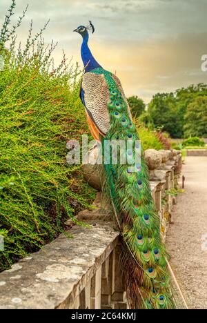 Paon coloré debout sur un mur dans le jardin de l'abbaye de Newstead, dans le tinghamshire, Angleterre, Royaume-Uni Banque D'Images