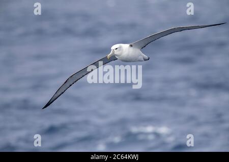 Albatros à capuchon blanc pour adulte (Thalassarche Steimi) survolant l'océan Pacifique sud au large de la Nouvelle-Zélande. Banque D'Images