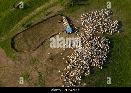 Vue aérienne du troupeau de moutons marqués avec de la peinture colorée paissant près d'un pli de mouton Banque D'Images