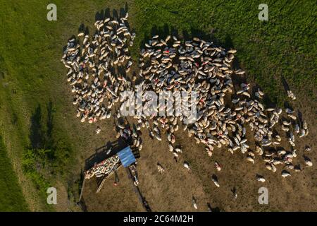 Troupeau de moutons marqués avec de la peinture colorée broutant près d'un pli de mouton, vue aérienne au-dessus de drone Banque D'Images