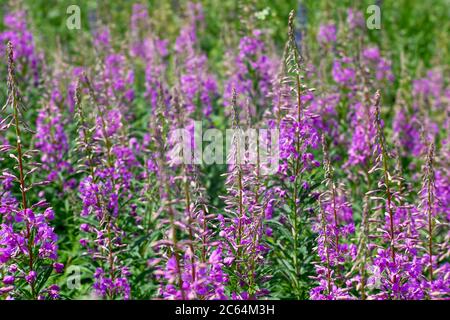 Fleurs roses de thé Ivan sur fond de feuilles vertes et brillantes. Fond naturel. Banque D'Images