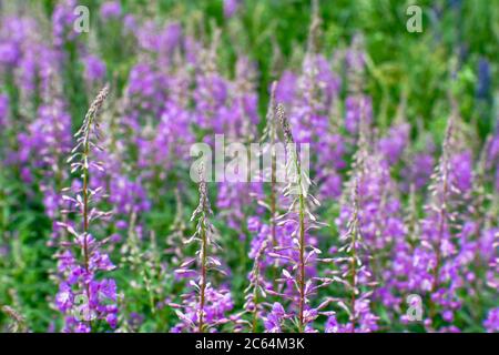 Fleurs roses de thé Ivan sur fond de feuilles vertes et brillantes. Fond naturel. Banque D'Images