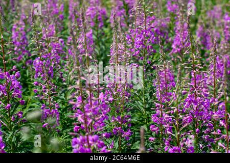 Fleurs roses de thé Ivan sur fond de feuilles vertes et brillantes. Fond naturel. Banque D'Images