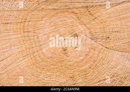 Dalle de bois rond à bordure vive naturelle avec anneaux de croissance, bois de coupe croisée, texture (CTK photo/Libor Sojka) Banque D'Images