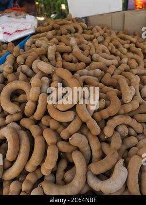 dh Tamarind gousse FRUITS ASIE gousses de fruits tropicaux Tamarindus indica semences Banque D'Images