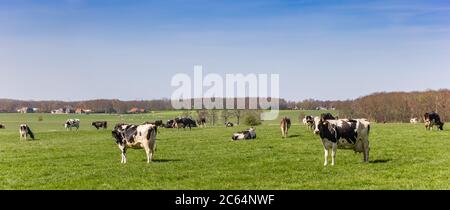 Panorama des vaches Holstein noires et blanches à Frise, pays-Bas Banque D'Images