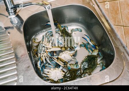 Crabes bleus vivants dans l'évier de cuisine. Banque D'Images