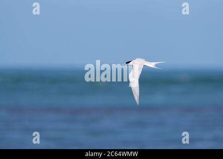 Sterna striata (Sterna striata) adulte en Nouvelle-Zélande. Survol de l'océan. Banque D'Images