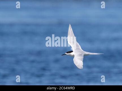 Sterna striata (Sterna striata) adulte en Nouvelle-Zélande. Survolant une baie bleu vif près de Dunedin, dans les îles du Sud. Banque D'Images