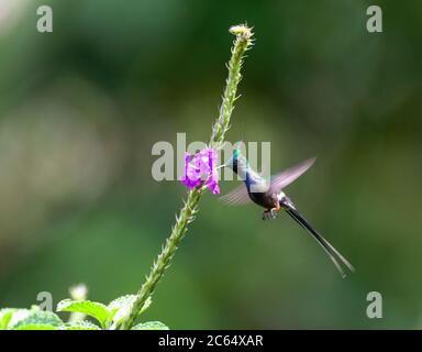 Le mâle adulte à crête de fil Thorntail (Discosura popelairii) se nourrissant sur des fleurs le long de la route Manu, Pérou. Banque D'Images
