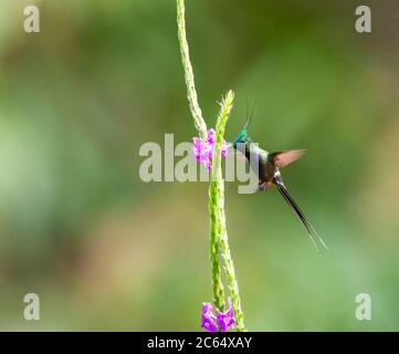 Le mâle adulte à crête de fil Thorntail (Discosura popelairii) se nourrissant sur des fleurs le long de la route Manu, Pérou. Banque D'Images