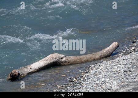 Vieux arbre situé sur la rive d'une rivière bleu à écoulement rapide sur l'île du Sud, Nouvelle-Zélande. Banque D'Images