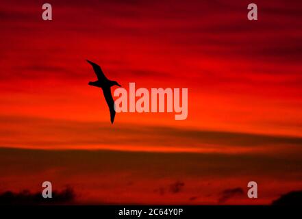 Albatros enneigés (errants) (Diomedea (exulans) exulans) volant devant un coucher de soleil époustouflant au large de la côte sud de la Géorgie. Ciel rouge spectaculaire Banque D'Images