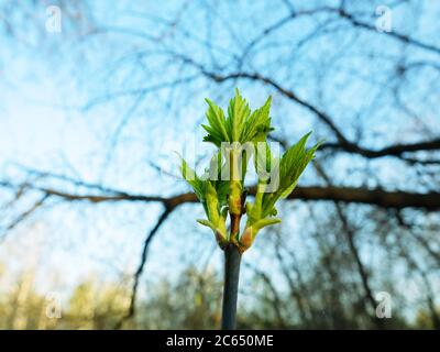 Printemps dans la forêt et les bourgeons turgents de frêne d'érable (Acer negundo), ont jeté des feuilles vertes Banque D'Images