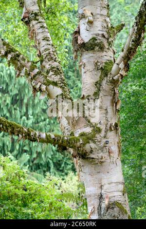 Gold-Birke Betula ermanii Banque D'Images