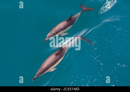 Vue en grand angle de deux dauphins à bottlenose, tursiops truncatus, nageant près de la surface Banque D'Images