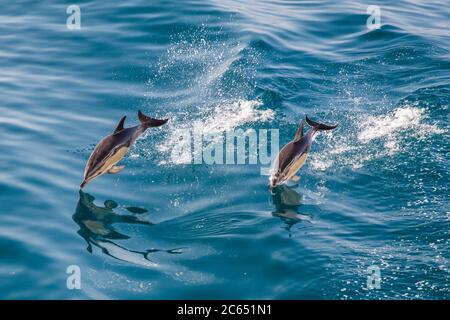 Vue en grand angle de deux dauphins à bottlenose sautant dans l'océan Atlantique. Banque D'Images