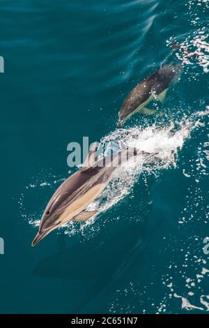 Vue en grand angle de deux dauphins à la bottlenose qui nagent près de la surface dans l'océan Atlantique. Banque D'Images