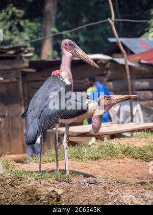 Deux Storks de Marabou (Leptoptilos crumenifer) se tenant à la périphérie d'un village rural en Ouganda. Banque D'Images