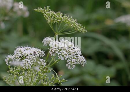 Fleur de persil blanc et têtes de graines, Anthriscus sylvestris également appelé Chervil sauvage, persil sauvage ou Keck, vue latérale, sur un fond vert Banque D'Images