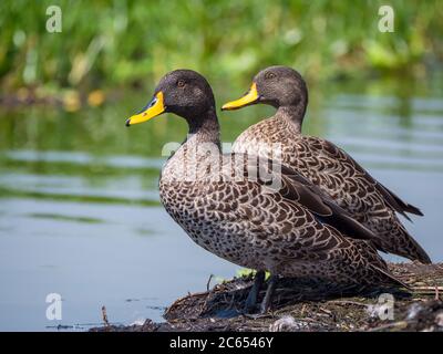 Paire de Canards jaunes (Anas undulata) debout sur la rive d'un marais d'eau douce africain. Banque D'Images