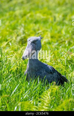 Shoebill adulte (Balaeniceps rex) debout dans une grande végétation d'un marécage protégé en Ouganda. Banque D'Images