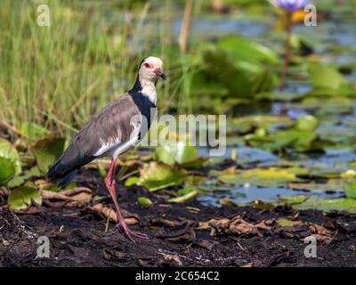 Laponge à long embout (Vanellus albiceps) adulte debout le long de la rive dans le marais de Mabamba en Ouganda. Banque D'Images