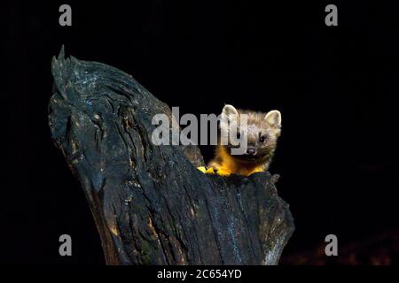 Marten de pin (Martes Martes) regardant dans la caméra de derrière un arbre mort. La photo est prise la nuit. L'arrière-plan est noir. Banque D'Images