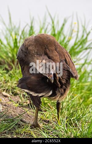 Moorhens juvéniles (Gallinula chloropus) dans les zones humides des pays-Bas. Préening sur la rive d'un lac local. Banque D'Images