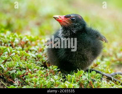 Poussin de la commune de Moorhen (Gallinula chloropus) dans les zones humides des pays-Bas. Banque D'Images