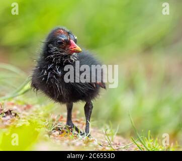 Poussin de la commune de Moorhen (Gallinula chloropus) dans les prairies aux pays-Bas. Regarder autour. Banque D'Images